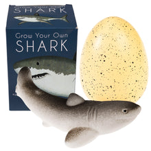 Load image into Gallery viewer, Rex London Giant hatching shark egg - Sharks